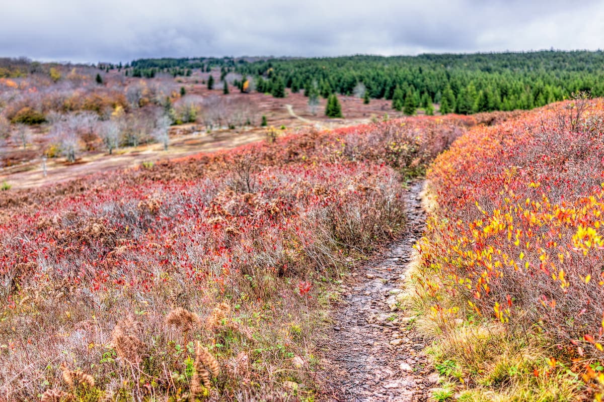 Raven Ridge Trail. Dolly Sods Wilderness